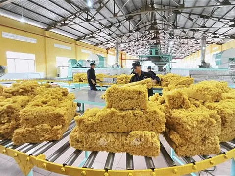 Dự báo xuất khẩu cao su năm 2025 đạt trên 11 tỷ USD