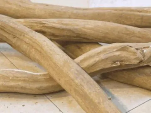 Việt Nam sở hữu 1.000 cây gỗ quý được xem như báu vật, một khúc cũng có giá tiền tỷ