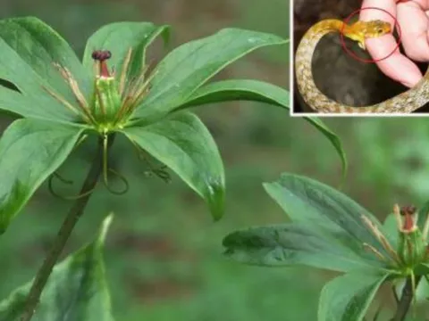 Trồng loại cây gì để đuổi rắn?