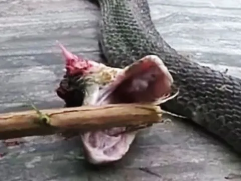 Netizen sốc khi biết lý do rắn độc bị đứt đầu vẫn cắn được chết người, điều mà không phải ai cũng nắm rõ