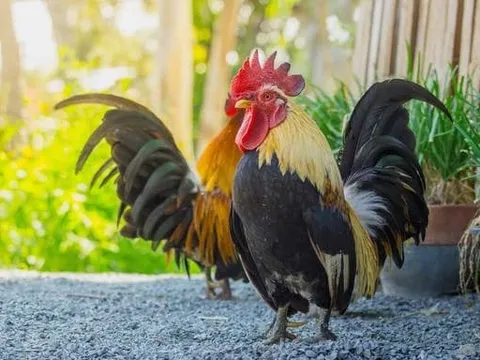 Tại sao gà mái không cần gà trống vẫn đẻ được trứng? Ý nghĩa của sự tồn tại của con gà trống là gì?