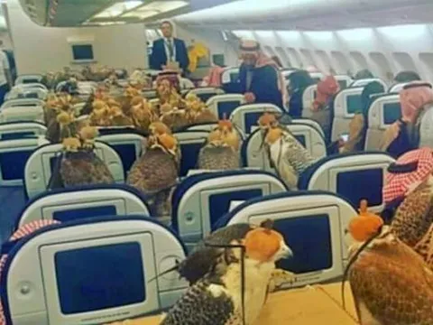 Loài chim 'vip nhất thế giới': Được cấp hộ chiếu, ngồi khoang thương gia và có giá cao ngất đến nửa tỷ đồng