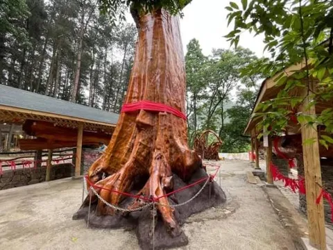 Nó có giá không thua kém lan đột biến ở thời điểm sốt nhất, lên đến 9.000 tỷ, thân gỗ tỏa sáng như vàng ròng nhưng không ai dám trồng