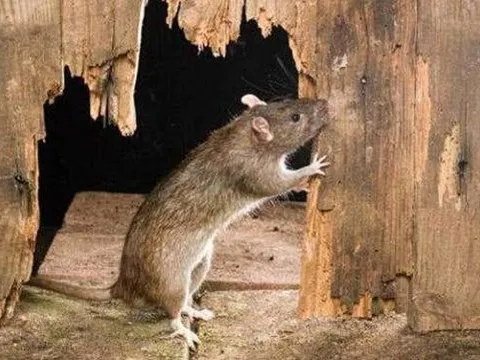 Có chuột trong nhà thật khó chịu, dạy bạn một mẹo để 'triệt đường' chuột xuất hiện tại nhà, vừa đơn giản vừa an toàn