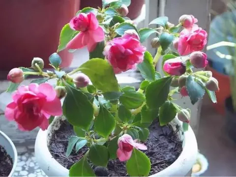 Bón 3 loại “thuốc” vào chậu thì cây hoa sẽ không bị héo úa vàng, lá sẽ phát triển tươi tốt trong mùa đông