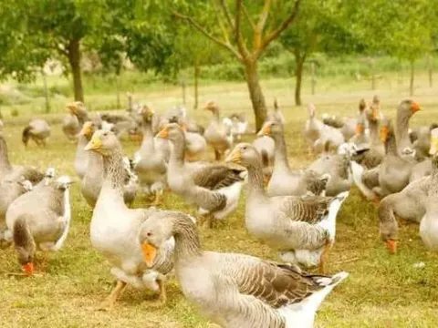 Thịt ngỗng là kho báu dinh dưỡng ít người biết, vậy tại sao nông thôn lại chuộng nuôi gà, vịt hơn? Lý do đằng sau là gì?