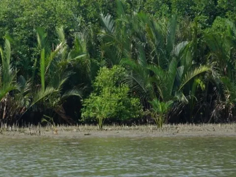 Bình Định ứng dụng công nghệ DNA bảo tồn gene cây dừa nước