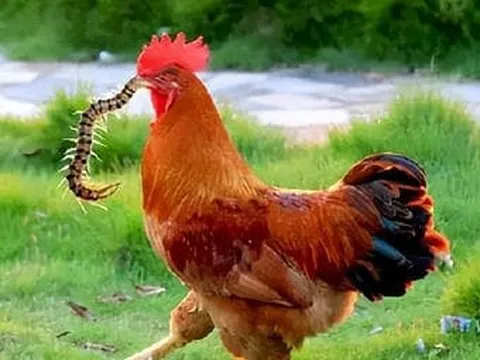 Tại sao con rết - 'một trong năm kịch độc' lại sợ một con gà trống? Vì sao gà miễn nhiễm với mọi chất độc?