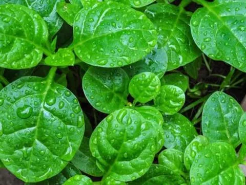 Có đất mà không trồng loại rau này thì thật phí! Vừa dễ chăm, vừa cho thu hoạch chỉ sau 1 tháng, lại còn ăn được từ lá đến quả