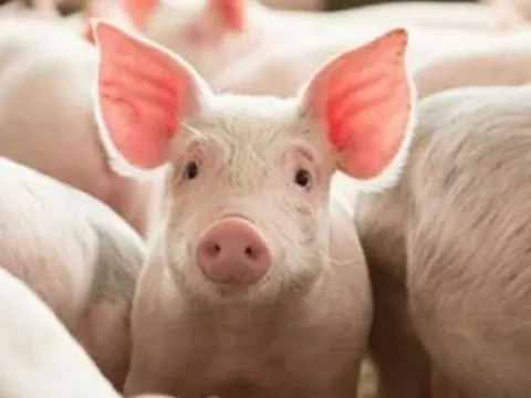 Giá heo hơi ngày 19/1/2025: Tiếp tục có biến động nhẹ 