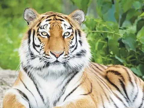 Từ ngày 19/1 đến cuối tháng, 3 con giáp sau có vận may lớn, tiền bạc rủng rỉnh, công danh rộng mở