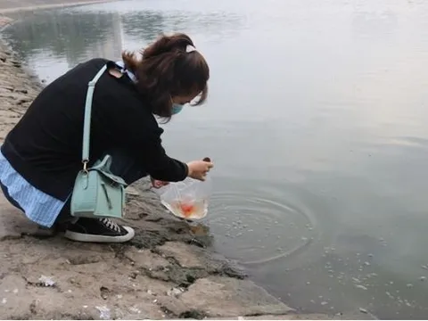 Cúng ông Công ông Táo không có cá chép được không? Sự thật về nghi thức thả cá nhiều người không biết