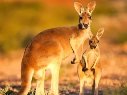 Khám phá loài động vật nào có IQ đỉnh cao, tự đào giếng để lấy nước