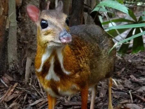 Chỉ ở Việt Nam mới có 3 loài động vật quý hiếm nằm trong sách đỏ này! Sở hữu bộ gen 'độc nhất vô nhị' cần được bảo tồn