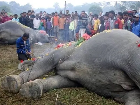 Bí mật đáng sợ sau khi voi già chết: Nếu con người chạm vào sẽ gây ra cảnh tượng kinh hoàng?