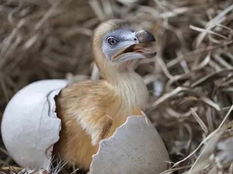 Chuyện sốc giới khoa học: Hồi sinh loài chim đã tuyệt chủng từ 3 thế kỷ trước! Giải mã phương pháp bí ẩn đằng sau!