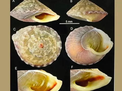 Phát hiện loài ốc bí ẩn, chưa từng thấy bên trong hang Sơn Đoòng