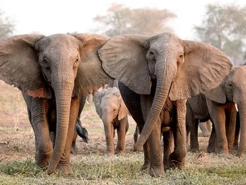 Loài động vật đầu tiên biết đặt tên cho nhau giống con người, sử dụng ngôn ngữ riêng để gọi nhau