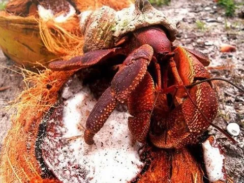 Loài cua là động vật chân đốt sống trên cạn lớn nhất thế giới : Có thể dài tới 1m, giá 6-7 triệu /kg