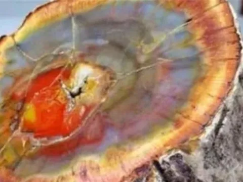 Việt Nam phát hiện loại gỗ quý hiếm bậc nhất thế giới, trị giá hơn 600 tỷ đồng, là gỗ gì?