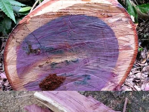 Loại gỗ quý hiếm với vẻ đẹp mê hoặc, có thể đổi màu và độ bền bậc nhất thế giới