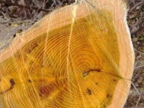 Loại gỗ hoàng đế quý hiếm không kém 'gỗ vàng 9.000 tỷ' nhưng nhiều người không biết, nông dân từng đốn làm củi