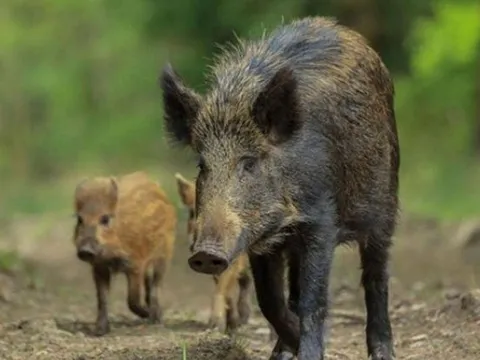 Tại sao lợn rừng bị nhiễm phóng xạ ở Fukushima không bị đột biến? Nghiên cứu di truyền tiết lộ những phát hiện bất ngờ