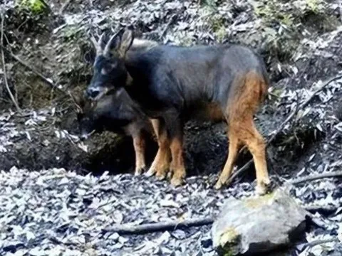 Loài 'sói đầu lừa' đã tuyệt chủng 500.000 năm bỗng xuất hiện, giới khoa học bàng hoàng khi giải mã được