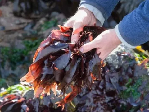 1 loài thực vật sống ở biển hàng nghìn năm trước dùng để 'chống đói', nay được bán 800.000 đồng/kg ở Việt Nam
