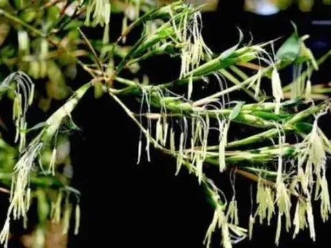 Như người ta thường nói: “Khi tre nở hoa, hãy di chuyển ngay lập tức”. Khi tre nở hoa đáng sợ thế nào?