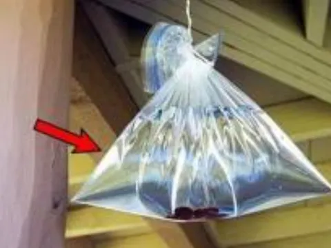 Treo 1 túi nước ở cửa sổ có tác dụng không ngờ, giải quyết vấn đề nhiều nhà gặp phải, đặc biệt trong mùa hè