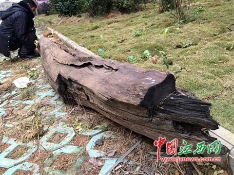 Lão nông vớt được khúc gỗ nặng 600kg ở ven sông: Cưa 1 miếng ra, ngã ngửa là gỗ quý đắt đỏ bậc nhất