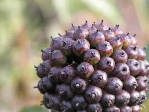 Loại cỏ dại mọc đầy trên núi: Hoa nở như kim cương, được ví như ‘nhân sâm’ không phải ai cũng biết