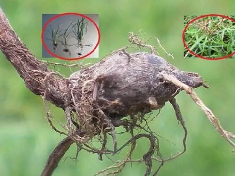 Loại cỏ mọc dại khắp bờ ruộng, ‘kẻ thù’ của nhà nông: Nhưng được ví như 'nhân sâm', bán 350.000 đồng/kg