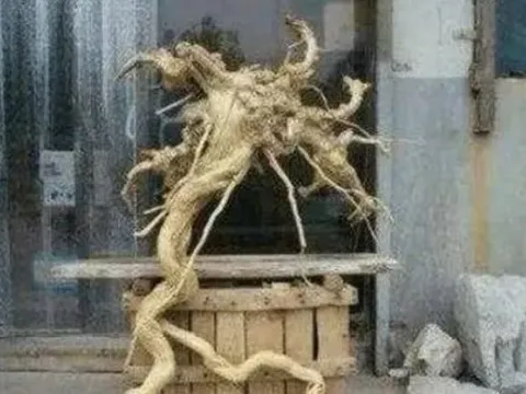 Lão nông đào được khúc gỗ kì dị, tưởng gỗ quý sắp phát tài nào ngờ con trai vừa thấy đã báo cảnh sát