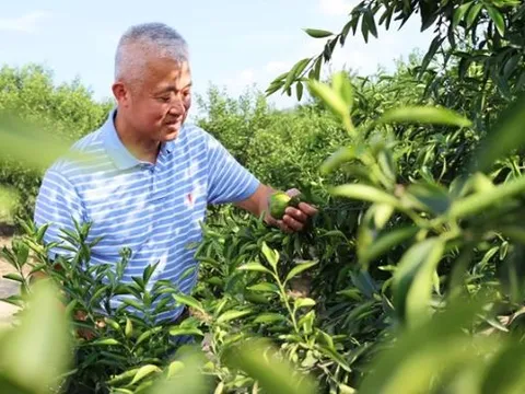 Tiết lộ 1 nơi ở Trung Quốc, nơi 'vàng' mọc trên cây