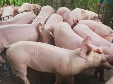 Giá heo hơi ngày 22/1/2025: Không biến động trên toàn quốc 