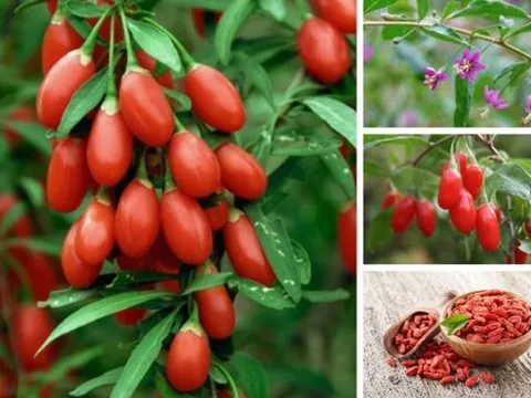 Loại hạt 'kim cương đỏ', Việt Nam trồng nhiều: Là ‘đồ ăn siêu cấp’, bán đắt gấp 10 lần ở trời Tây