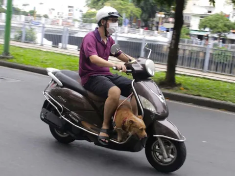 Đi xe máy chở 'thú cưng', tài xế có thể bị phạt số tiền lớn