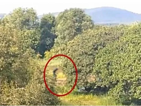 Giải mã về sinh vật bí ẩn cao 8m xuất hiện tại rừng rậm Nam Mỹ, từng bị nghi là người ngoài hành tinh