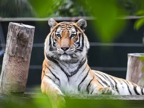 3 con giáp khổ trước sướng sau, càng già càng giàu có, lộc lá rải khắp nhà