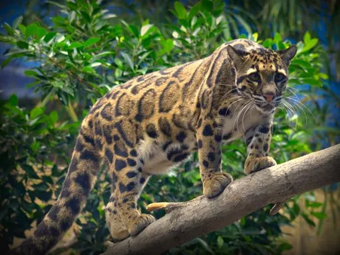 Khám phá loài động vật có khả năng đi lộn ngược 180 độ trên cây, hạ gục con mồi bằng chiêu tuyệt đỉnh