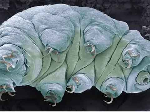 Gấu nước là gì mà gần như không thể tiêu diệt kể cả đốt cháy, đóng băng ở nhiệt độ âm 200 độ