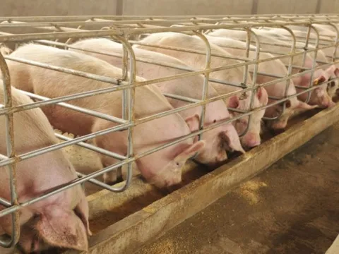 Giá heo hơi ngày 23/1/2025: Ổn định trên toàn quốc dịp cận Tết 