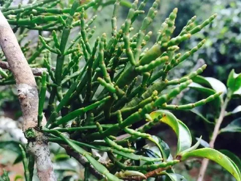 Loại cây quý sống ‘kí sinh’ trên cây cổ thụ trong rừng sâu: Hình dáng giống chân cua, giá 66 triệu/kg