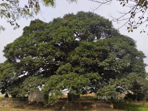 Cây trôi cổ thụ gần 800 tuổi được công nhận là cây di sản Việt Nam: Tán cây rộng 1.000m2, 4 người ôm không hết
