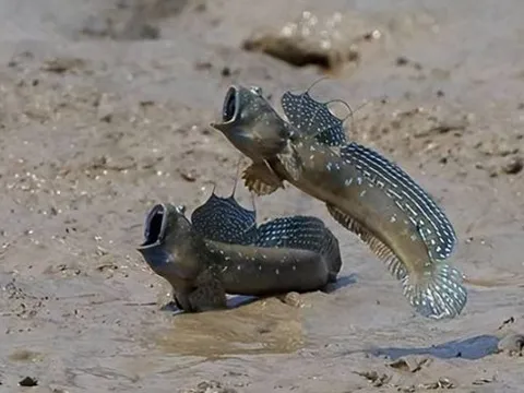 Bí mật về loài cá hiếm hoi biết đi trên cạn, leo trèo trên cây được mệnh danh ‘kì lạ nhất hành tinh’