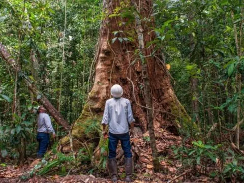 Loại gỗ quý hiếm hơn cả gỗ sưa, 96% nguồn cung từ Brazil, nguy cơ tận diệt vì bị 'mafia' truy lùng ráo riết