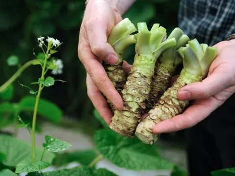 Loại củ làm gia vị đắt đỏ nhất thế giới được trồng tại Việt Nam: 2 năm mới được thu hoạch, giá 6 triệu/kg