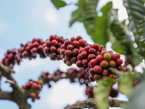 Giá nông sản ngày 24/1/2025: Cà phê và hồ tiêu tiếp tục tăng mạnh 